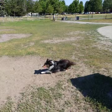 Sheltie running