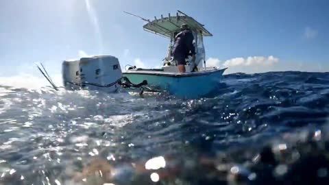 3 bull sharks