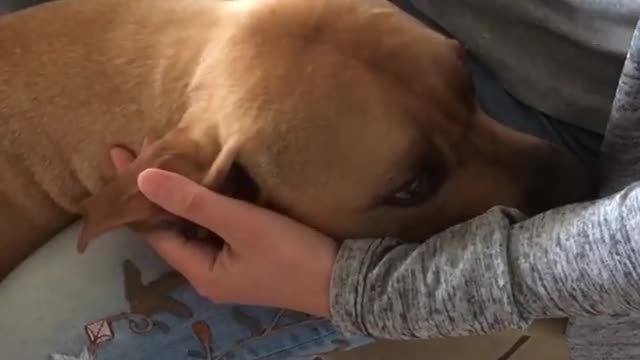 Toby est aux Angel Ears scratching. Toby is in heaven | Funny Dog