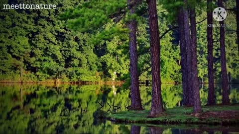 Nature Beautiful short video by meettonature