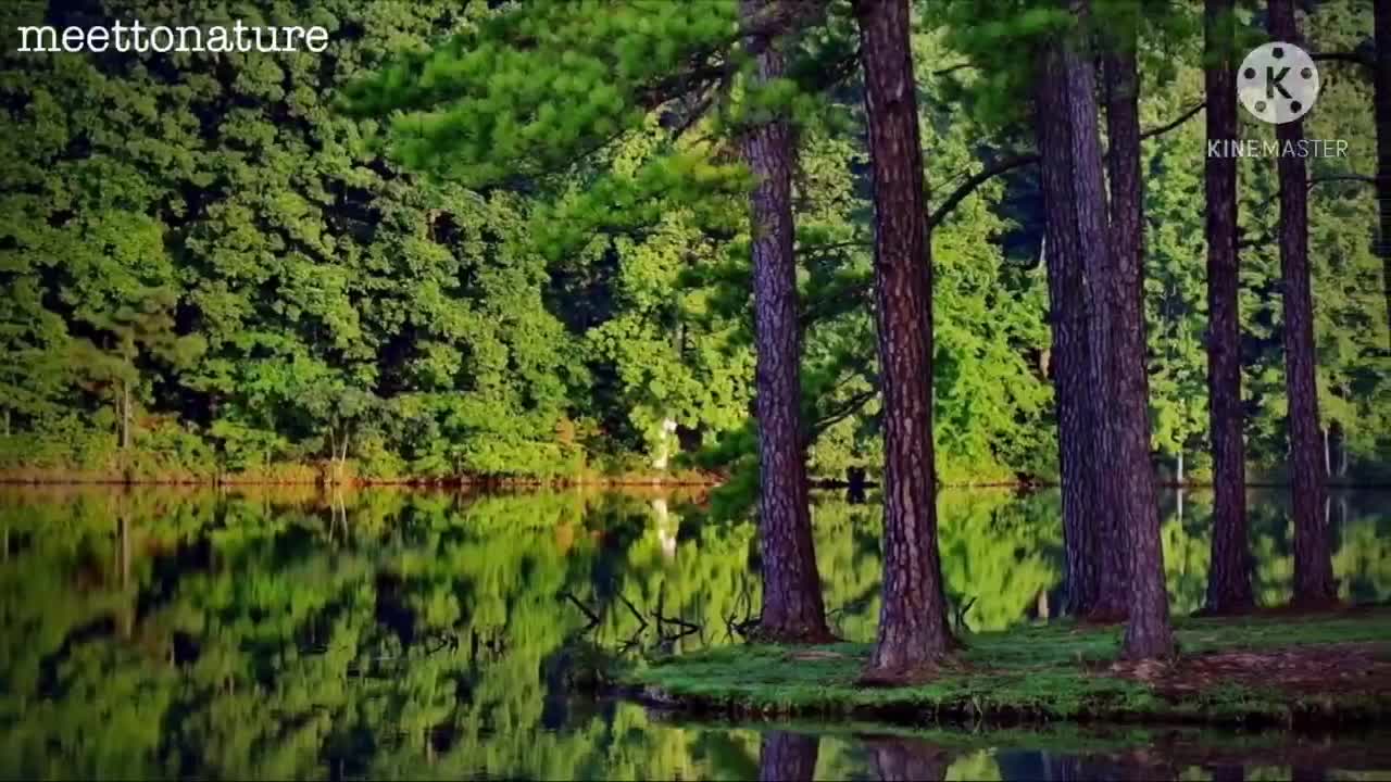 Nature Beautiful short video by meettonature
