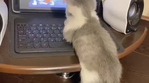 Cat watching Tom and Jerry