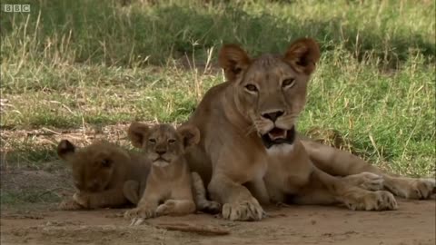 Adorable Lion Moments | Top 5 | BBC Earth