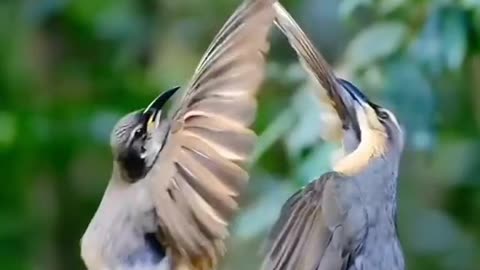 Amazing Birds