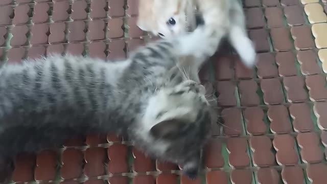 My Naughty Cats