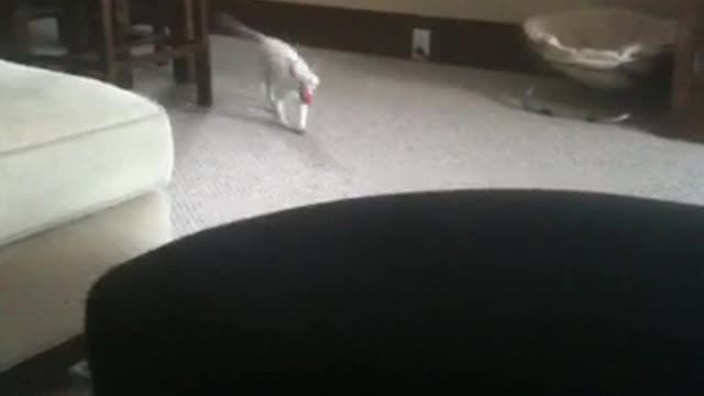 White cat plays fetch on carpet