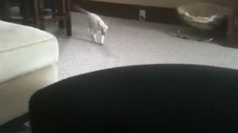 White cat plays fetch on carpet