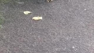The crow is having Breakfast