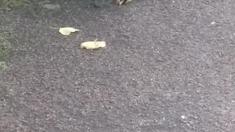 The crow is having Breakfast