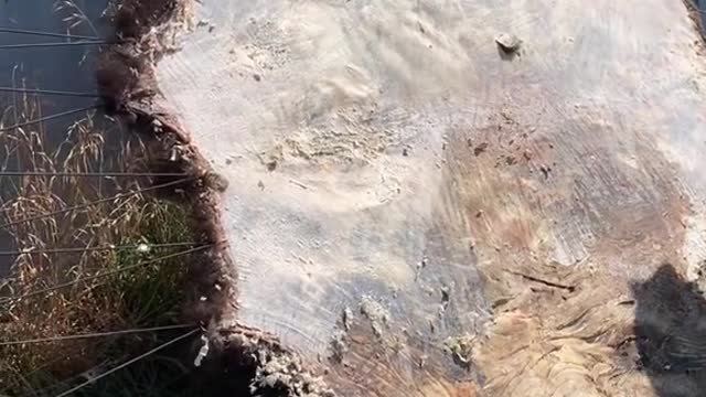 Scraping a bison (aka) bison hide to prepare it for brain tanning #bison