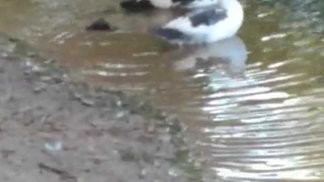 Nature, duck in the water bathing