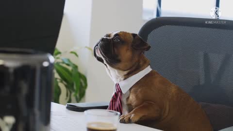 business dogs