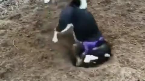 Malfunctioning dog