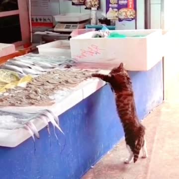 A cat steals fish from the seller. See what you did
