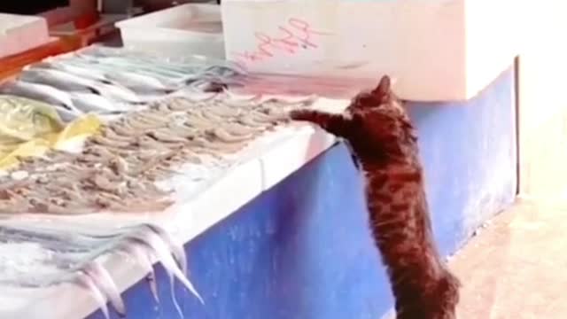 A cat steals fish from the seller. See what you did