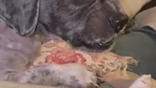 A Dog Who Has Great Sense Than Some Humans?