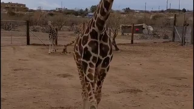 cute double animal