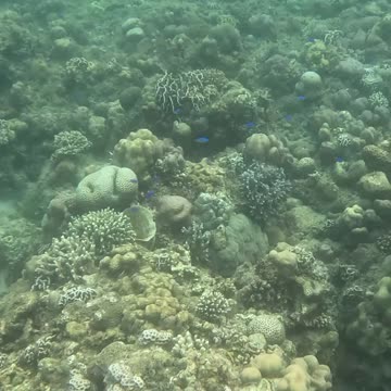 A Morning Snorkeling Adventure