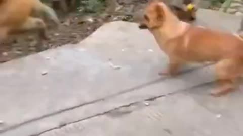 Dog Chased Monkeys From His Area, Later Runs For His Life