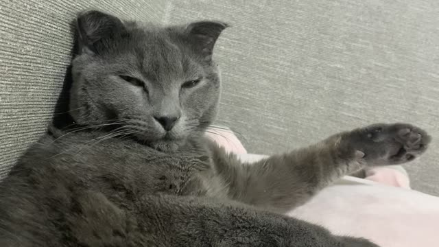 A cat snoring and sleeping like a human