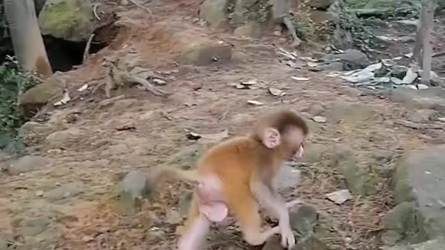 The little monkey's friend asked his mother to breastfeed, and he went home to find his mother