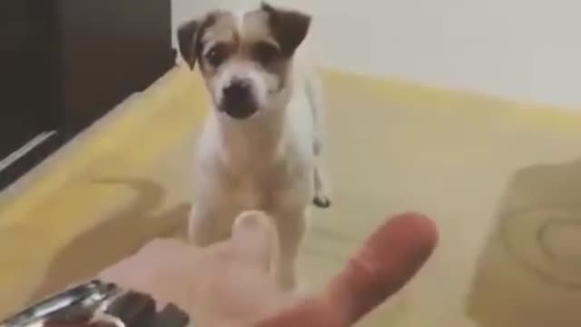 The Cute Funniest Cute Dog
