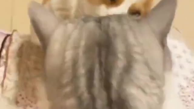 Cat using dog as punching bag