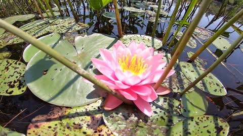 Water Lily