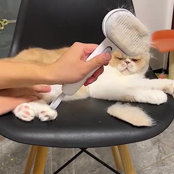 funny cat videos