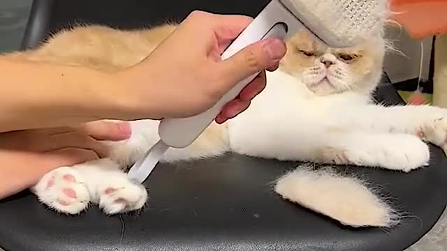 funny cat videos