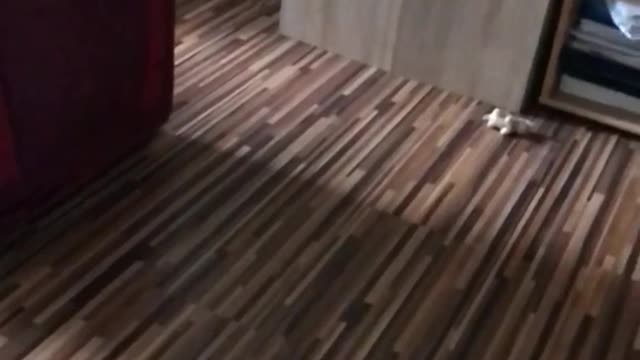 Slo mo cat catch pink toy