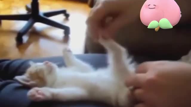 Sleeping kitten with flapping legs