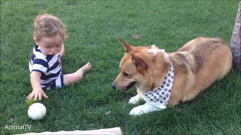 Corgi Are The Best - CUTEST Compilation