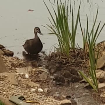 Ducklings leading mum astray