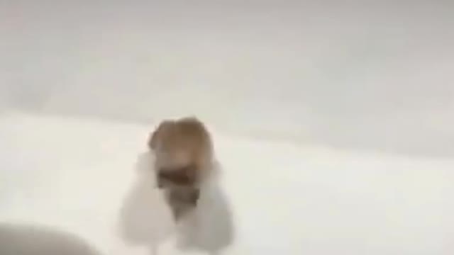 FUNNY CUTE DOGS IN SNOW