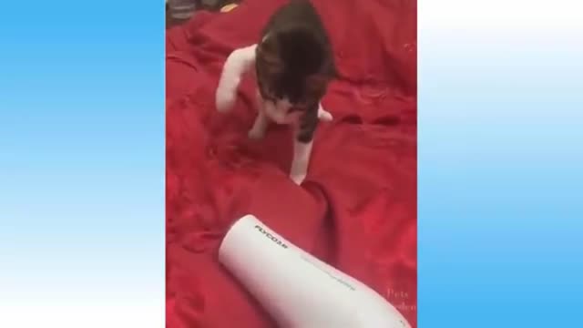 cute cat vs hairdryer