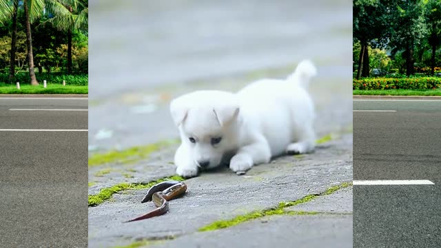 The puppy is out exploring the world