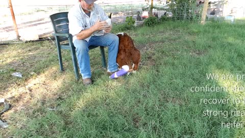 Our Miracle calf Ariel