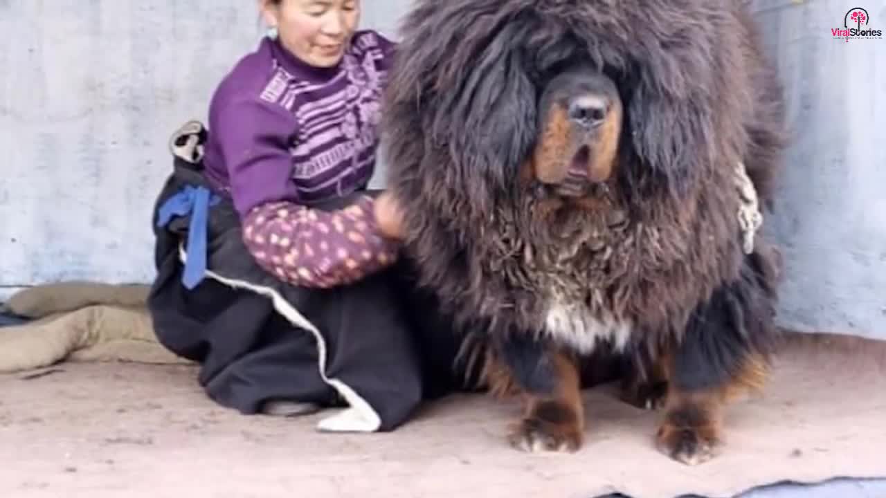 Family Adopts A New Dog, Vet Sees It And Gets Police Involved