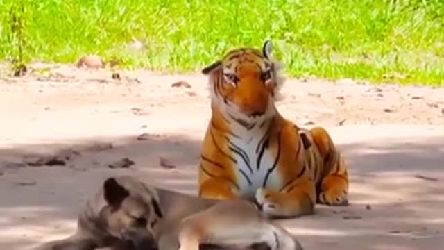 TROLLING DOGS WITH FALSE TIGER