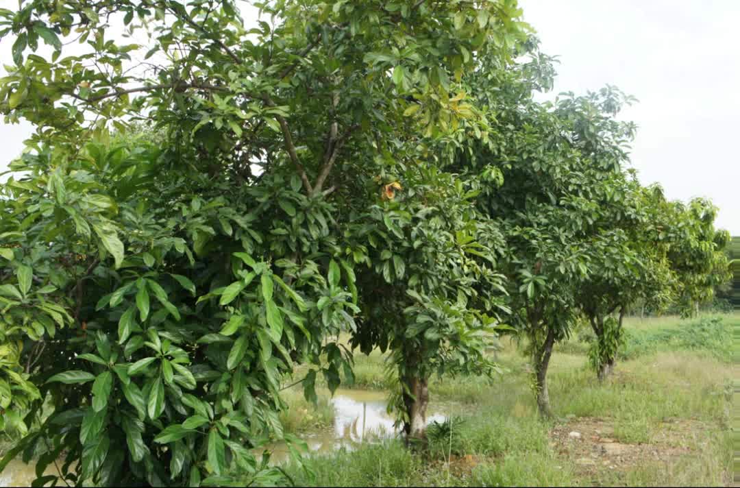 NOZ DE COLA ( Cola nitida ) serve como um poderoso estimulante sexual e mental