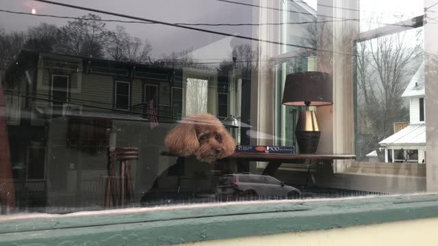 Dog watching the snow fall