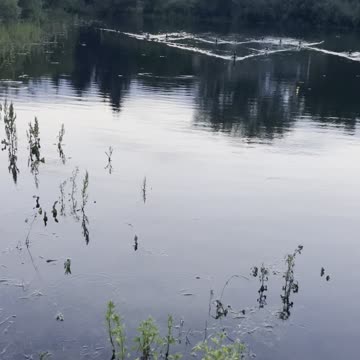Geometric formations of geese and chicks in the river