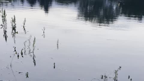 Geometric formations of geese and chicks in the river