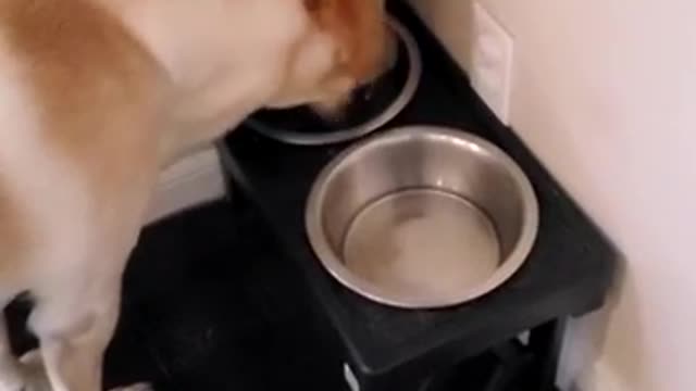 Dog Can't Contain His Excitement for His Favorite Food