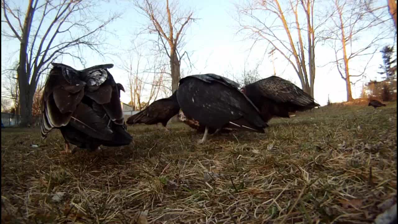 "Vulture Dinner Time"