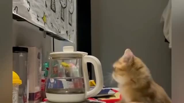 Dog and cat shortvideo