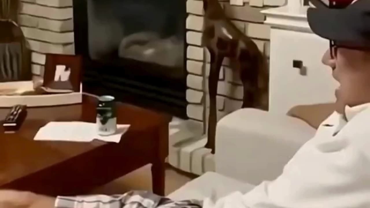 Funniest Cats Compilationš¹ #cats #shorts #viral #pets #reels