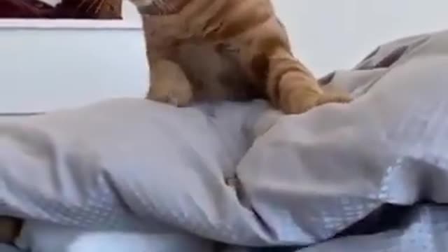 NINJA CATS! There's absolutely NOTHING MORE FUNNY! - Impossible TRY NOT TO LAUGH compilation