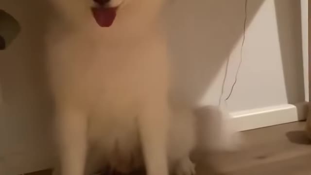 Dog makes beautiful art 🤥